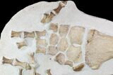 Fossil Plesiosaur Paddle - Goulmima, Morocco #108161-2